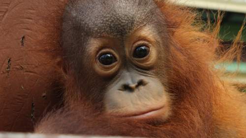 Meet The Orangutans