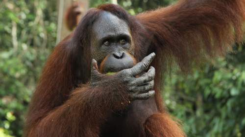 Meet The Orangutans