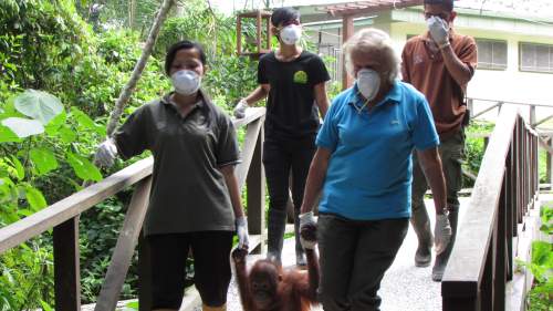 Meet The Orangutans