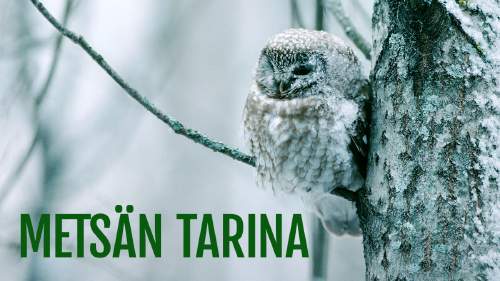 Metsän tarina