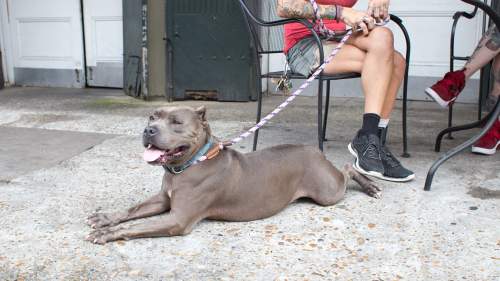 Pit Bulls & Parolees: Tia's Tales