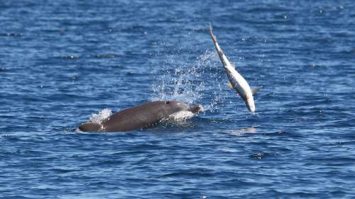 Sharks Vs Dolphins: Face Off