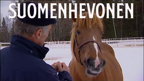 Suomenhevonen