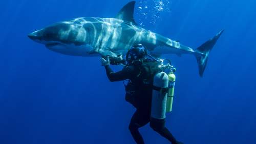 Swimming With Monsters: Steve Backshall