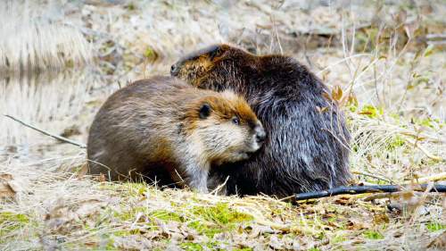 Tarinoita järviltä