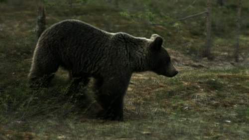 Tarinoita metsästä: Karhu, ahma, korppi