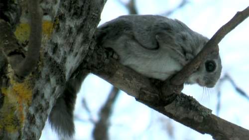 Tarinoita metsästä: Liito-orava