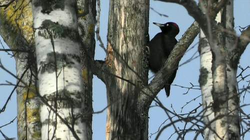 Tarinoita metsästä: Palokärki