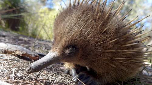 Wild Australia