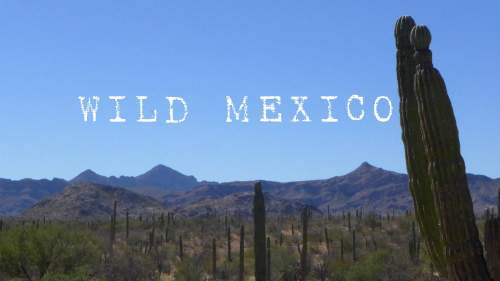 Wild Mexico