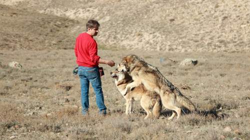 Zoltan The Wolfman